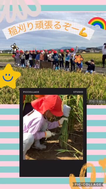 6月に田植えをして「嘉麻ふれあいファーム」様のお力をかりて
稲はグングンと成長🚀
そして‼️今日の稲刈りとなりました😊
鎌の使い方はもちろんですが、名前を知らない園児も…💦
ですがすぐにコツをつかみ、上手に怪我なく稲刈りが出来ました👍
次はこのお米を使ってクッキングを予定しています😋🍙
お楽しみに🍀
#山野こども園 #稲刈り #幼保連携型認定こども園